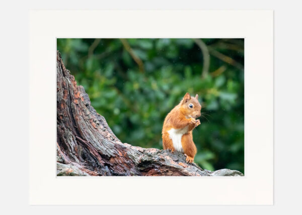 Red Squirrel - Image 7