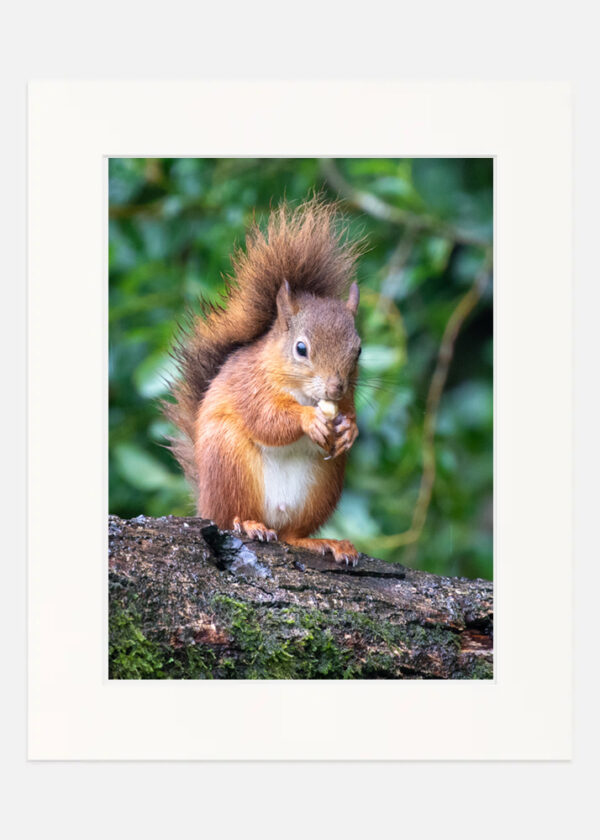 Red Squirrel - Image 7