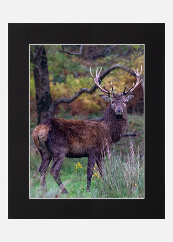Red Stag Killarney - Co. Kerry - Image 6
