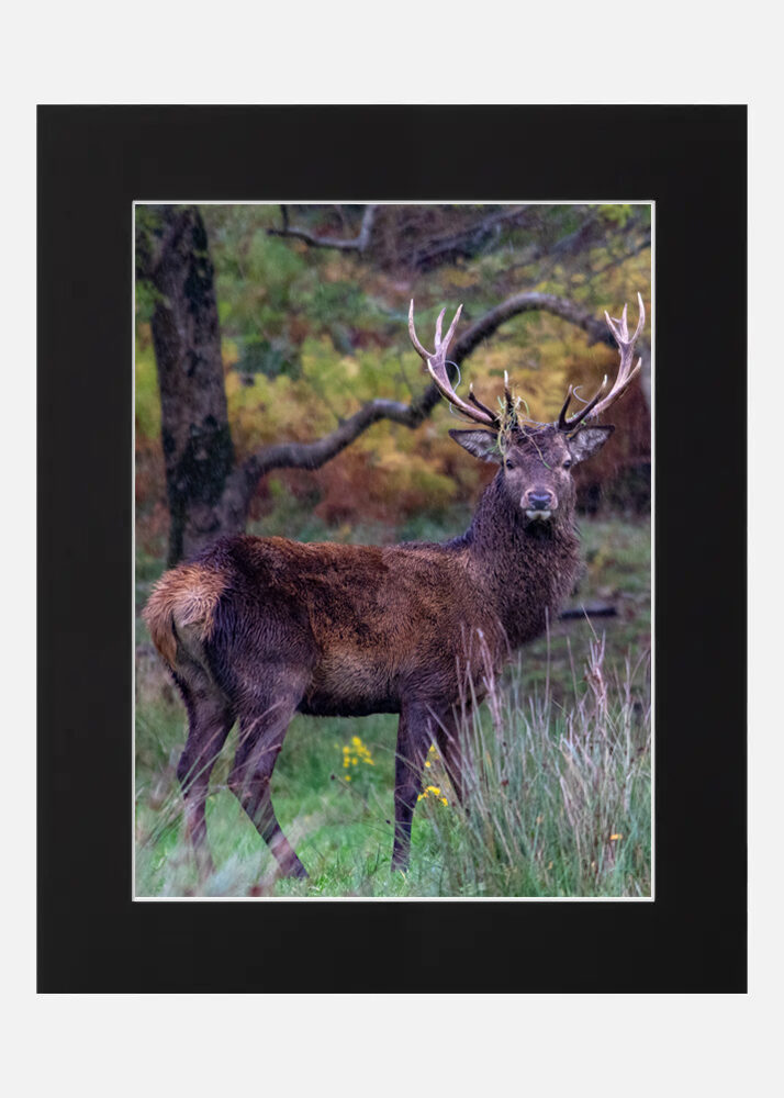 Red Stag Killarney - Co. Kerry Red Stag Killarney - Co. Kerry - Image 6