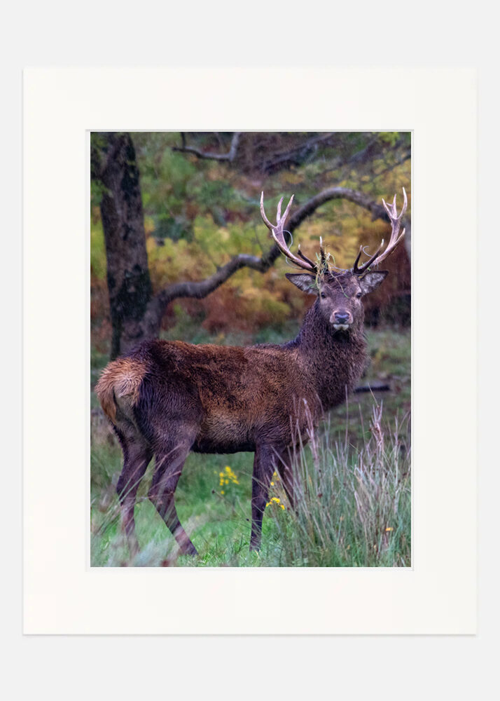 Red Stag Killarney - Co. Kerry Red Stag Killarney - Co. Kerry - Image 7