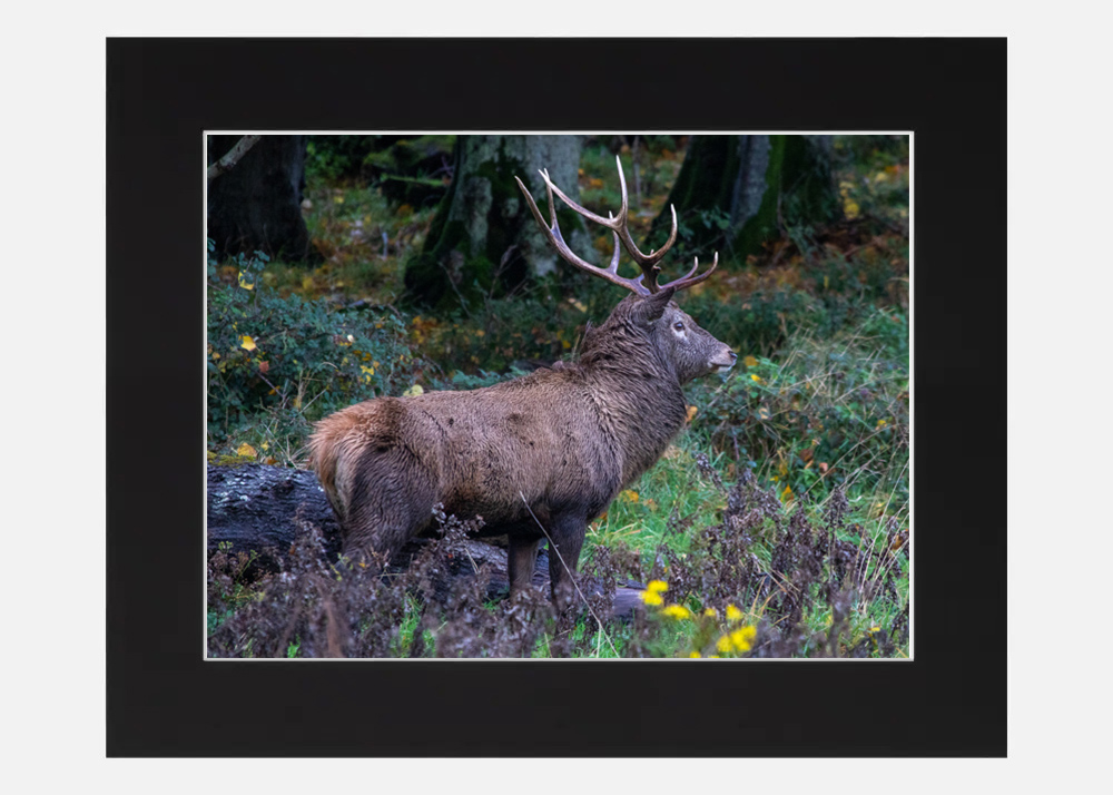 Red Stag Killarney - Co. Kerrry - Image 6
