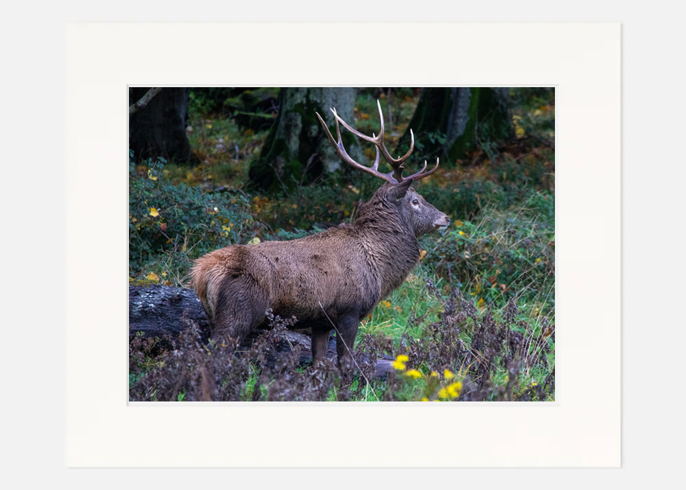 Red Stag Killarney - Co. Kerrry - Image 7