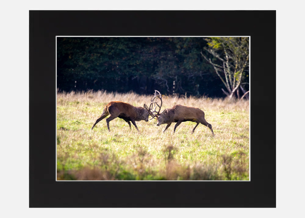 Red Stags Killarney - Image 6