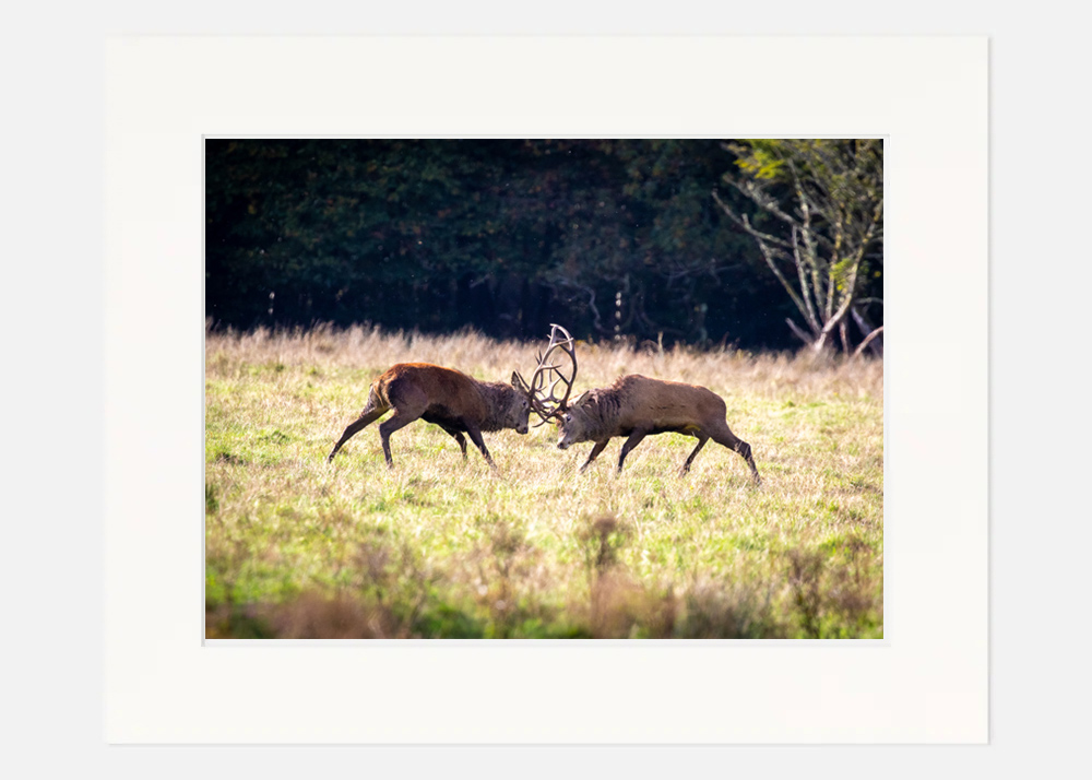 Red Stags Killarney - Image 7