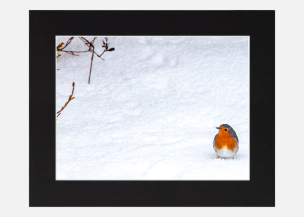 Robin in the Snow - Image 6