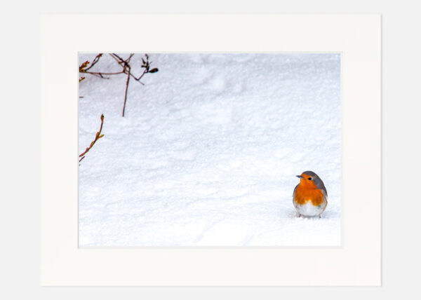 Robin in the Snow - Image 7