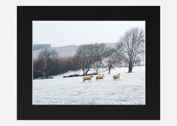 Sheep in the Snow Wicklow - Image 6