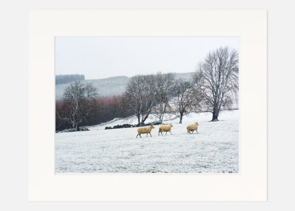 Sheep in the Snow Wicklow - Image 7
