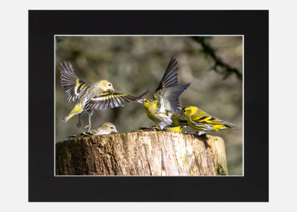 A Family of Siskins - Image 6
