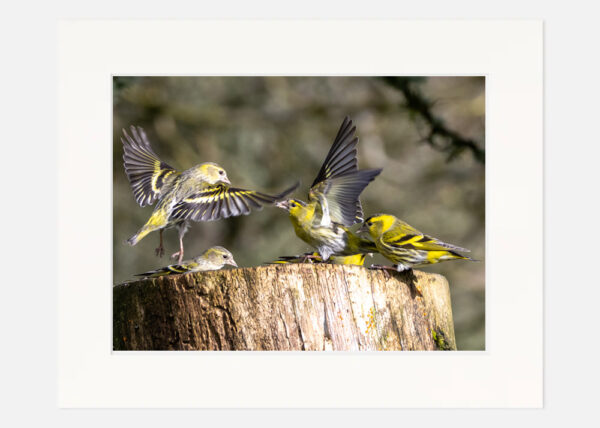 A Family of Siskins - Image 7