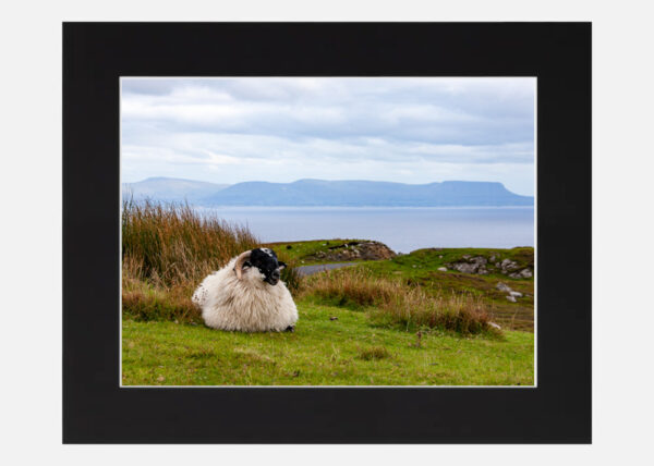Slieve League Sheep Co. Donegal - Image 6
