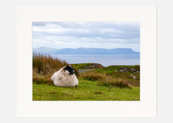 Slieve League Sheep Co. Donegal - Image 7