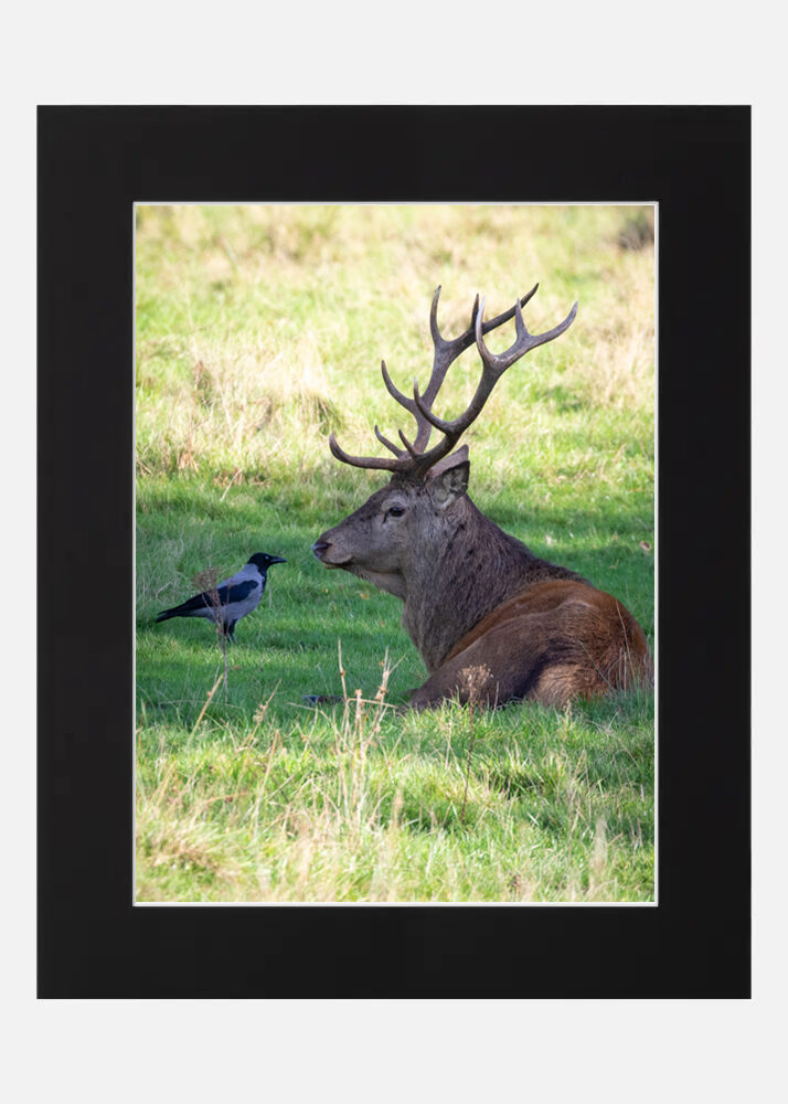 The Stag and the Crow - Killarney - Image 6