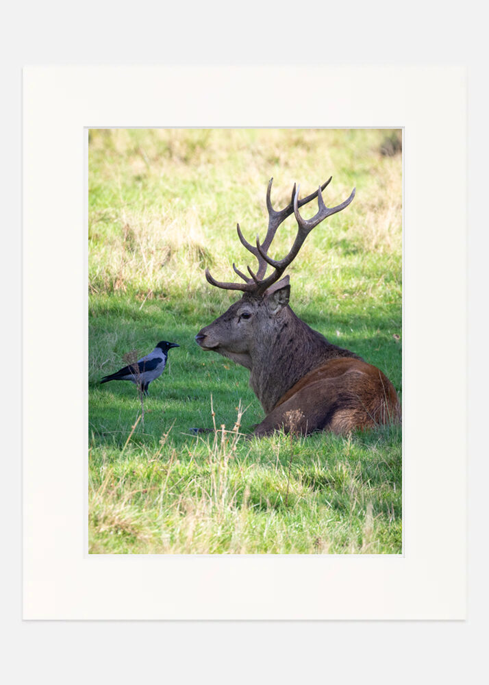 The Stag and the Crow - Killarney - Image 7