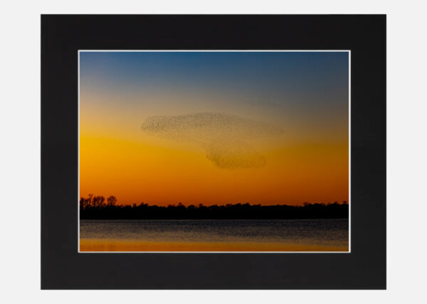 Starling Murmuration Lough Ennell - Image 6