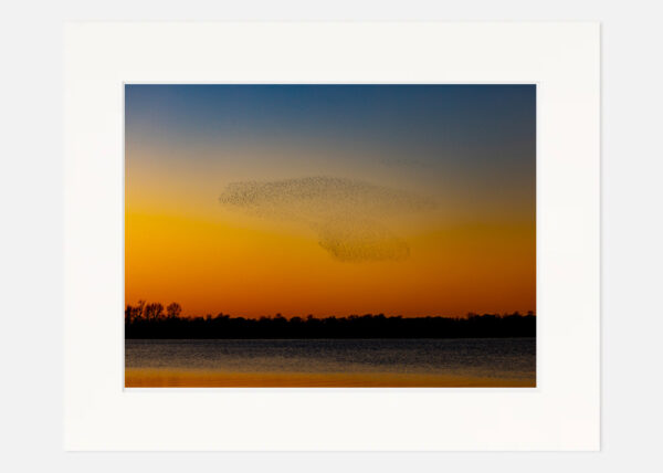 Starling Murmuration Lough Ennell - Image 7