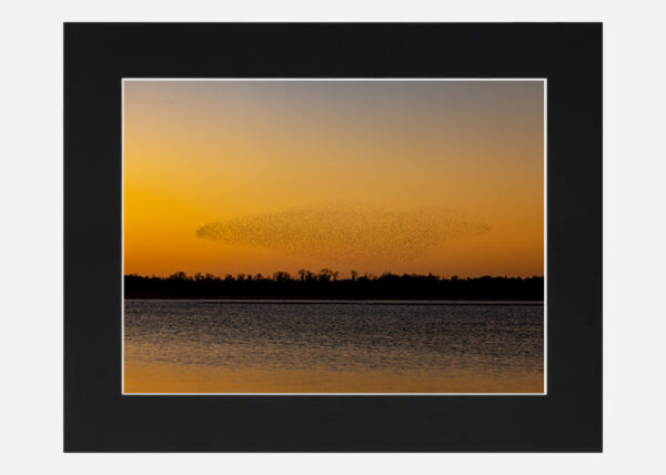 Starling Murmuration Lough Ennell - Image 6