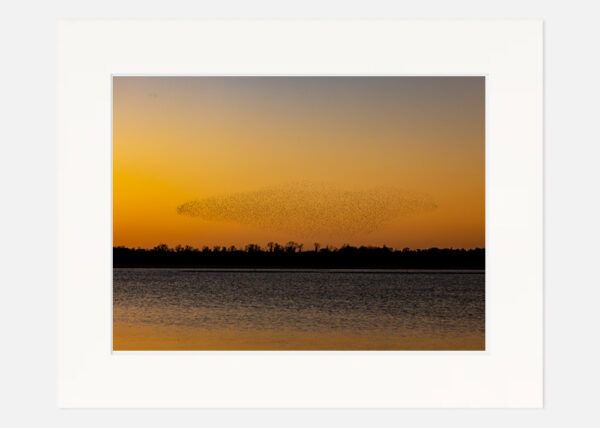Starling Murmuration Lough Ennell - Image 7