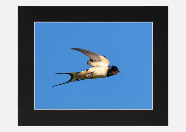 Swallow - Image 6