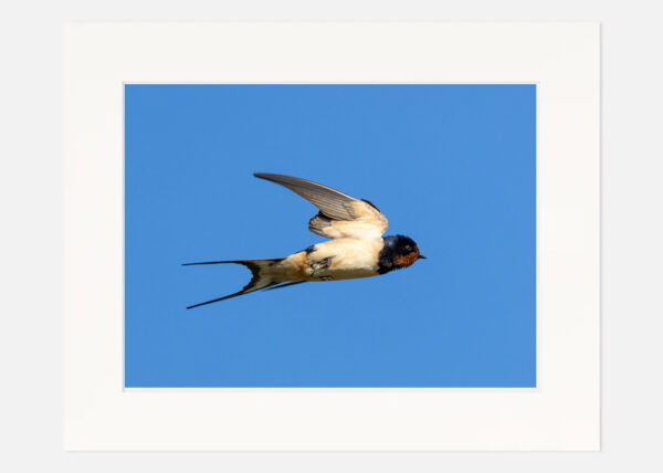 Swallow - Image 7