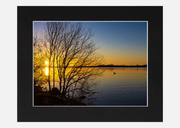 Swan at Sunset Lough Ennell - Image 6