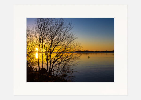 Swan at Sunset Lough Ennell - Image 7
