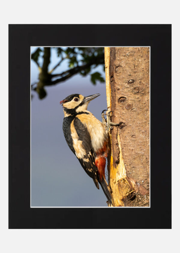 Great spotted Woodpecker - Image 6