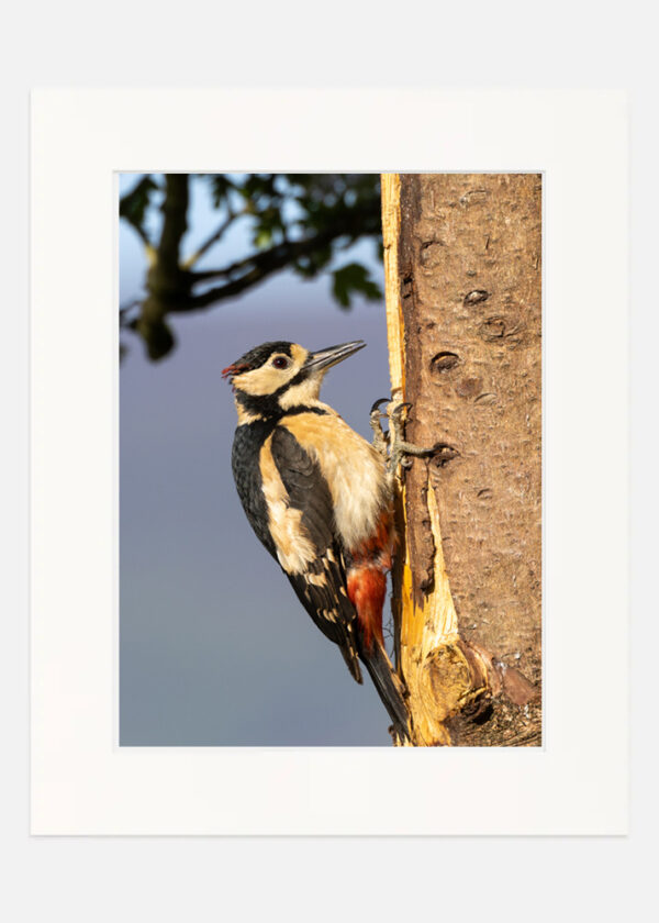 Great spotted Woodpecker - Image 7