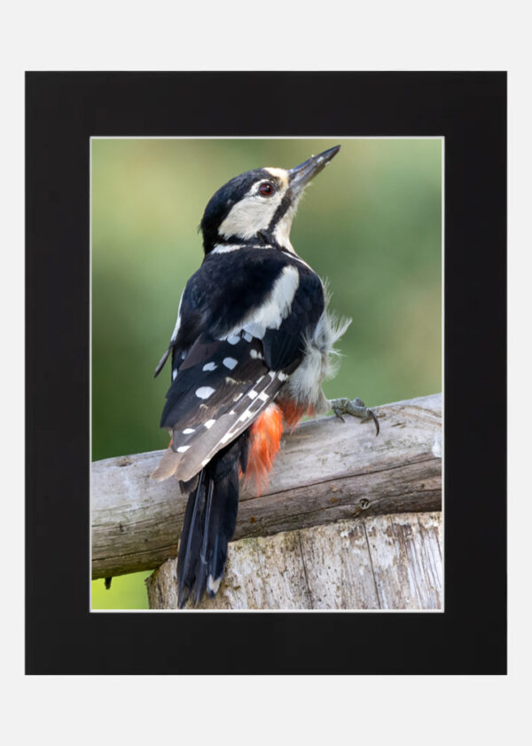 Great Spotted Woodpecker - Image 6