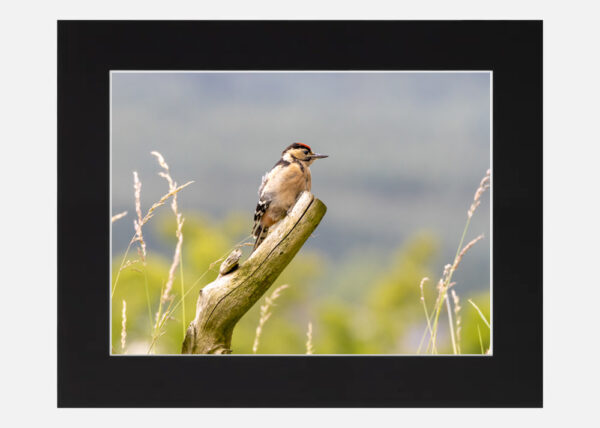 Young Woodpecker - Image 6