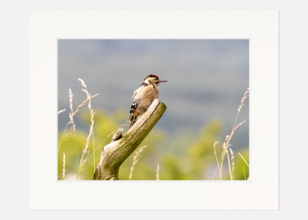 Young Woodpecker - Image 7