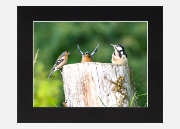 Chaffinch and the Woodpecker - Image 6