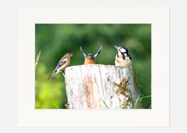 Chaffinch and the Woodpecker - Image 7