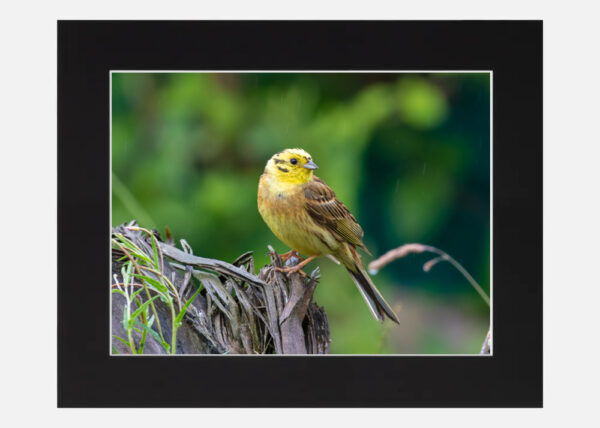 Yellowhammer - Image 6