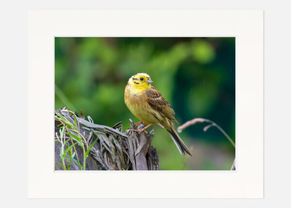 Yellowhammer - Image 7