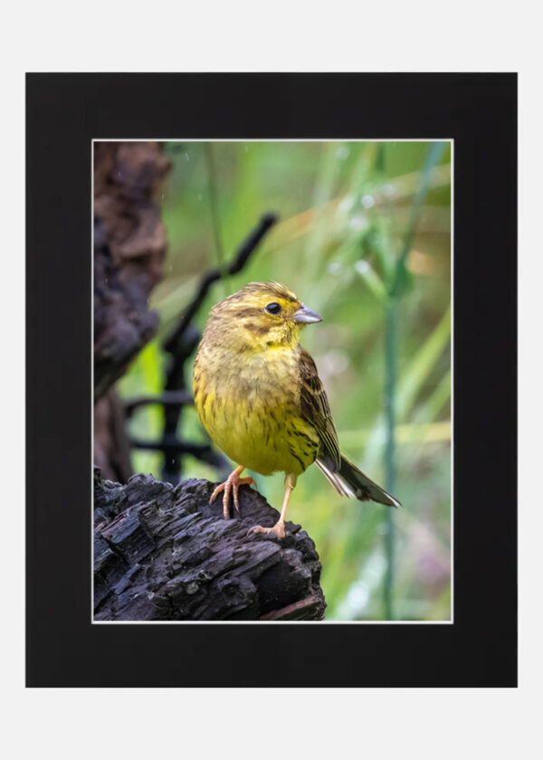 Yellow Hammer - Image 6