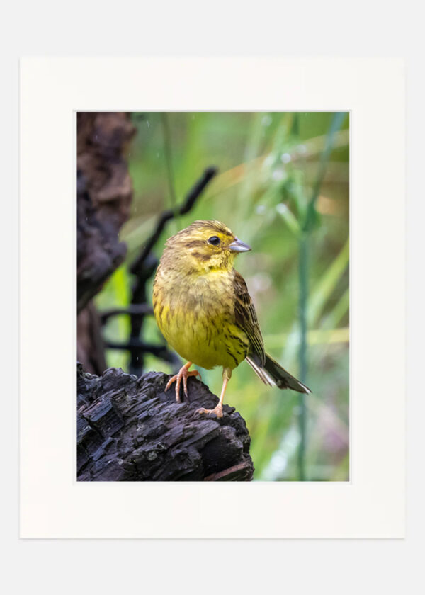 Yellow Hammer - Image 7