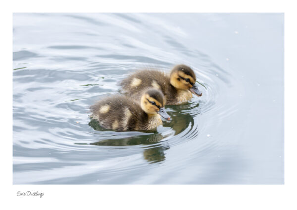 Two cute little ducklings swimming together on a dreamy lake