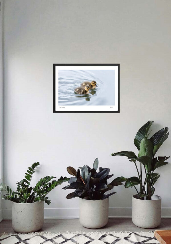Cute Ducklings - Image 6