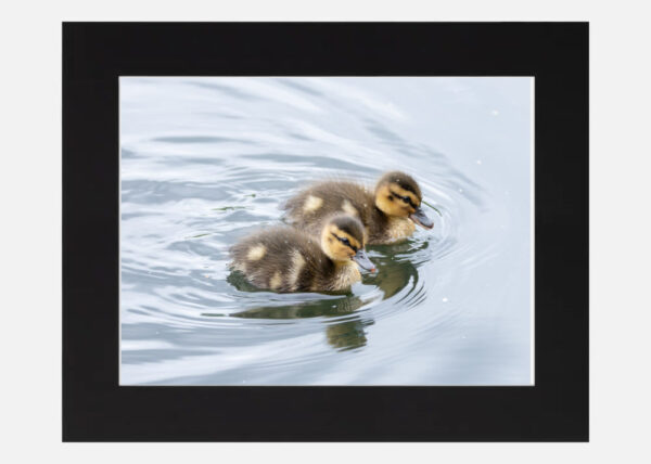 Cute Ducklings - Image 2