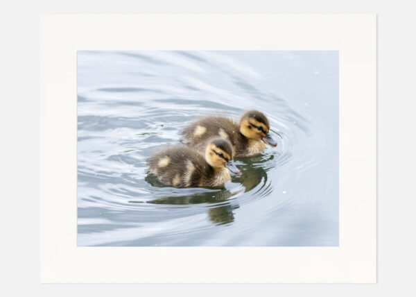 Cute Ducklings - Image 3