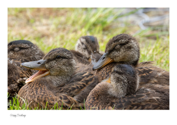 A bunch of lovely ducklings huddled together and one duckling looks happy with his beak open.