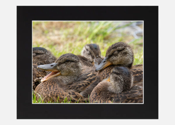 Happy Ducklings - Image 2