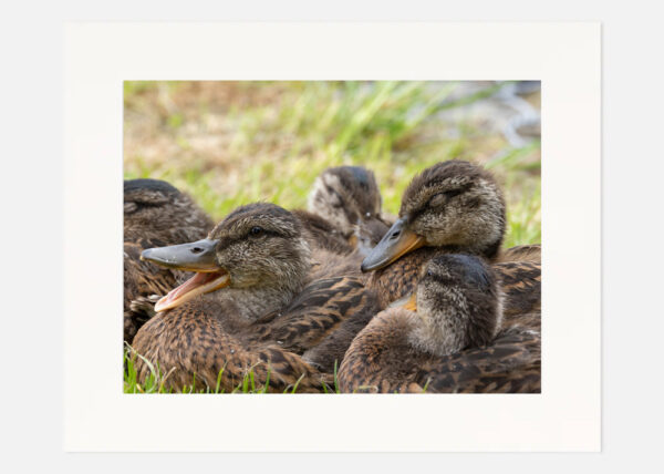 Happy Ducklings - Image 3