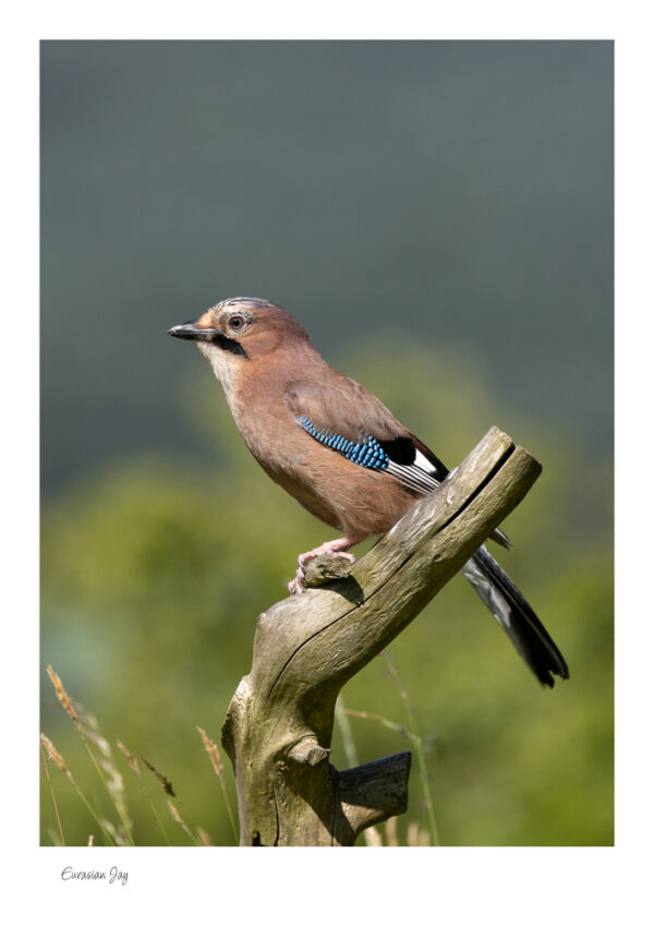 A Eurasian Jay with it's striking, colorful plumage featuring a pinkish-brown body, a black tail, and a white rump sitting on a lone branch