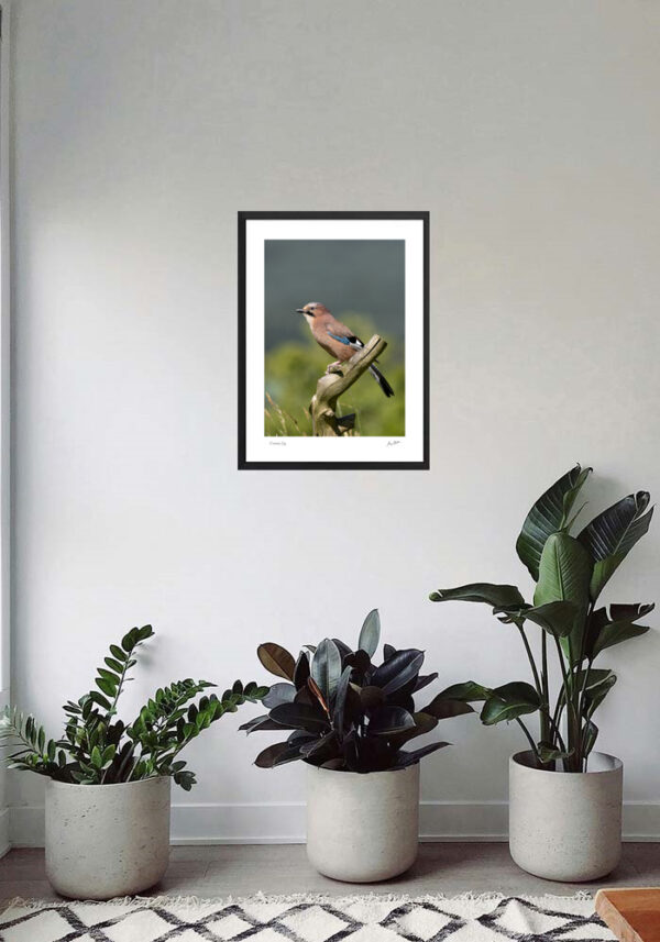 Eurasian Jay - Image 7