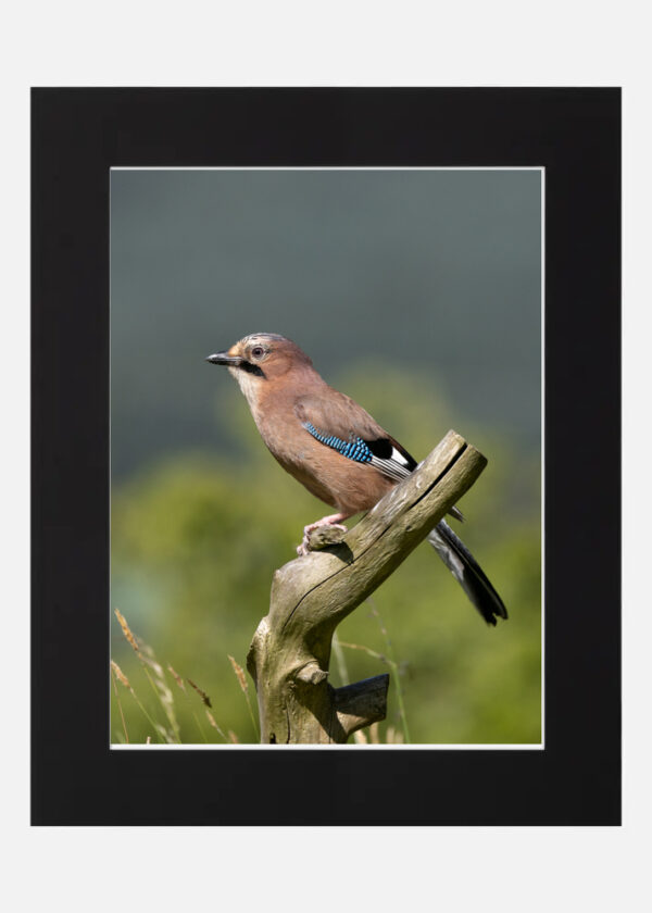 Eurasian Jay - Image 3