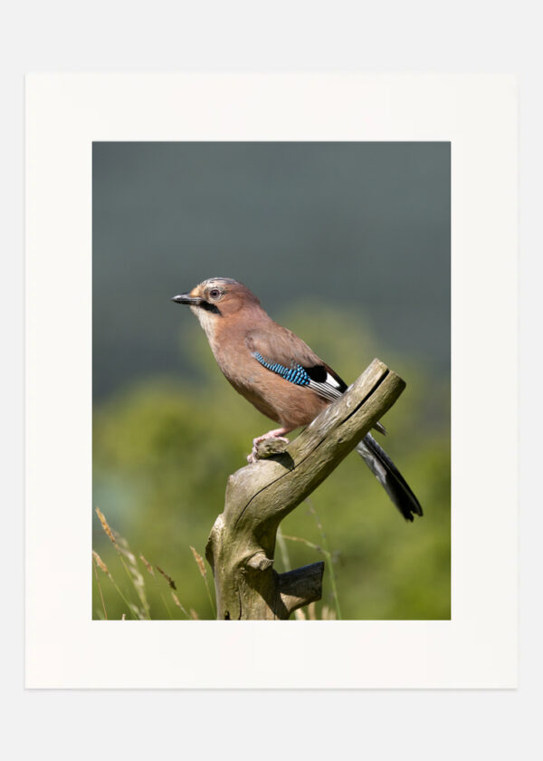 Eurasian Jay - Image 2
