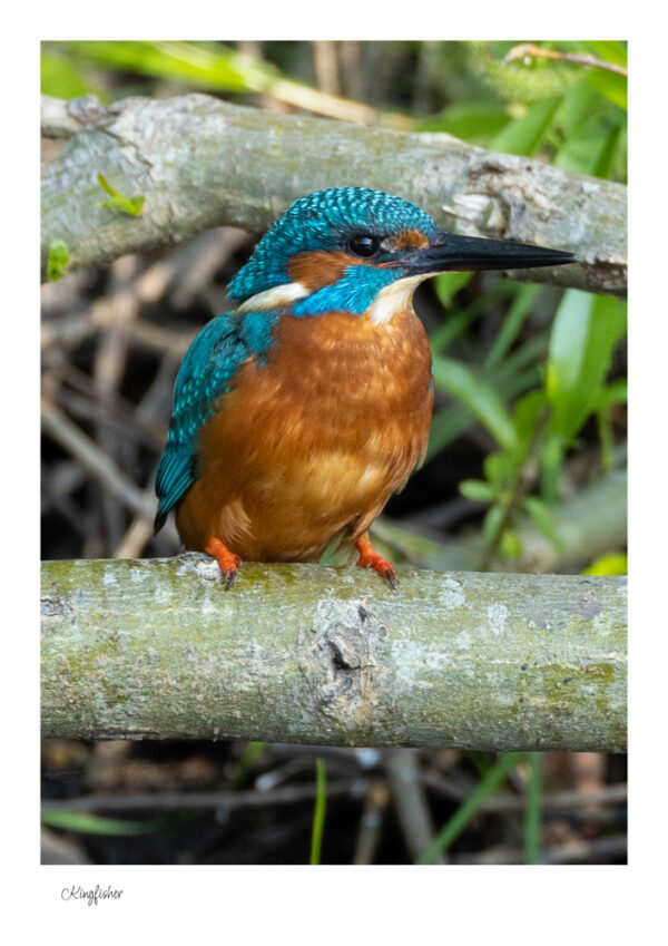 A beautiful striking KIngfisher sits on a log waiting for a fish. With it's striking blue white and orange colours
